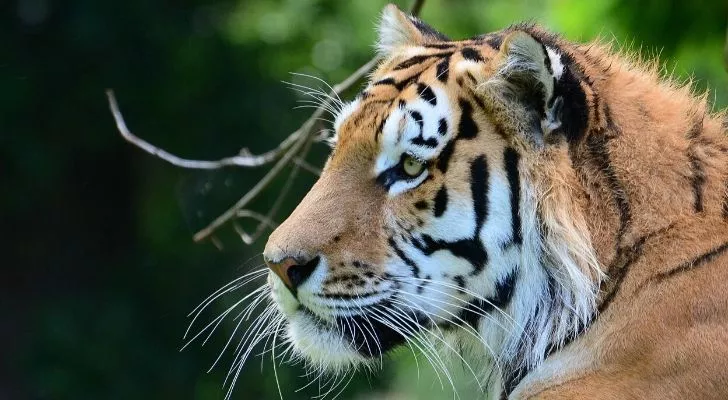 A fierce looking tiger staring in the distance