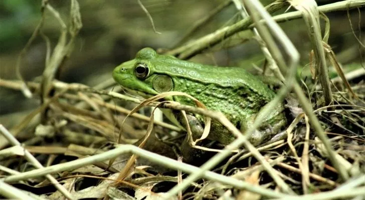 A frog in grass in Louisiana