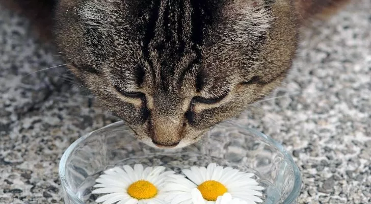 A cat sniffing daisies in a bowl